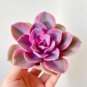 Must-Have Echeveria ‘Rainbow’ Variegated  Easy Care Colorful Succulent, Bare Root Live Plant, Aesthetic Vibes, Perfect Gift Idea