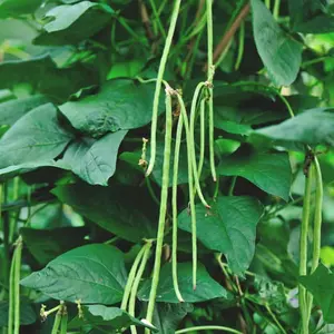 Oriental Yard Asian Long Bean Organic Seeds (Vigna unguiculata subsp. sesquipedalis) – Super productive variety producing long, tender, stringless pods. Great for stir-fries and fresh eating.