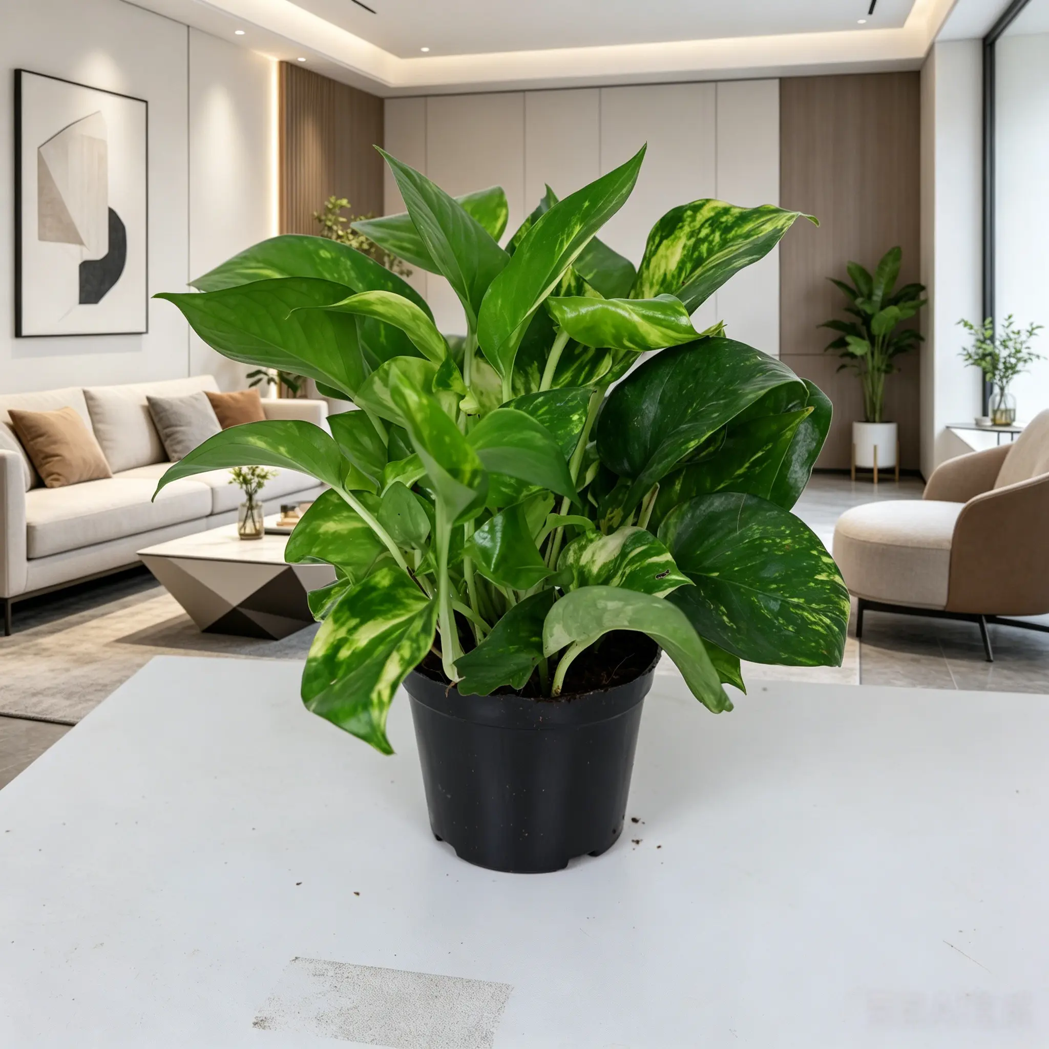 LZ03  Golden Pothos Live Indoor Vine Plant in 4 Inch Nursery Pot, Trailing Houseplant with Green and Golden Leaves, Easy Care Foliage Plant for Home Office Shelf Decor