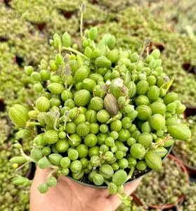 Live String Of Watermelon Plant - Trailing Succulent Plant - Curio Herreanus Plant - 4 Inch Pot