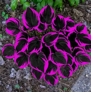 Hosta Seeds 200+pcs Heirloom Non-GMO Vibrant Purple & Green Hosta Plants for Summer Blooms Attracting Pollinators Unique Flower Seeds