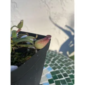 Nepenthes Albomarginata in a 3.5" pot