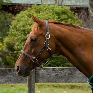 Henri de Rivel Kushy Plain Raised Halter W/ Flat Cheek Pieces