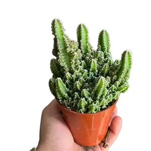 Fairy Castle Cactus Plant | 4”
