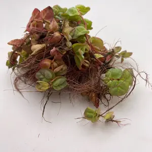 Red Root Floater Clump- Floating Live Aquarium Plant for Freshwater Tanks-Provides natural cover for fish!