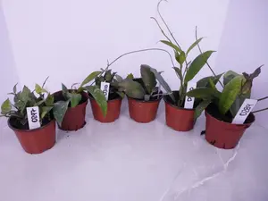 Mystery Hoya Bundle 4” (2 Pack) | $60 Value | Surprise Hoya Plants