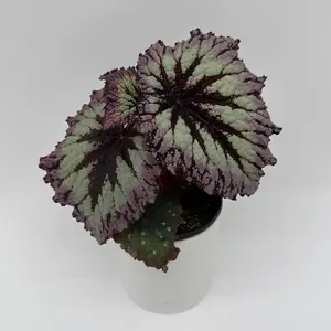 Begonia Fireworks (queen begonia) 4" pot House Plant - Unique Leaves, Live Tropical House Plant