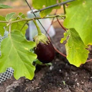 Black Beauty Eggplant