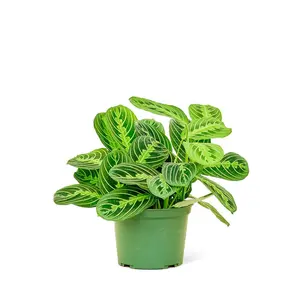 Prayer Plant 'Beauty Kim', Medium
