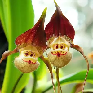 200pcs Mixed Monkey Orchid Seeds for Planting Exotic Monkey Orchid Flowers Seeds Perennial Flowers Seeds Outdoor Garden Orchid Plants Grow Easily All Seasons