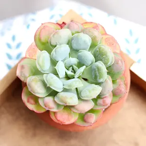 Echeveria Raindrops Succulent