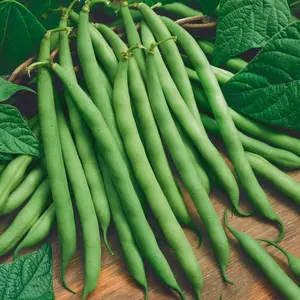 100 Blue Lake Bush Beans Seeds Stringless