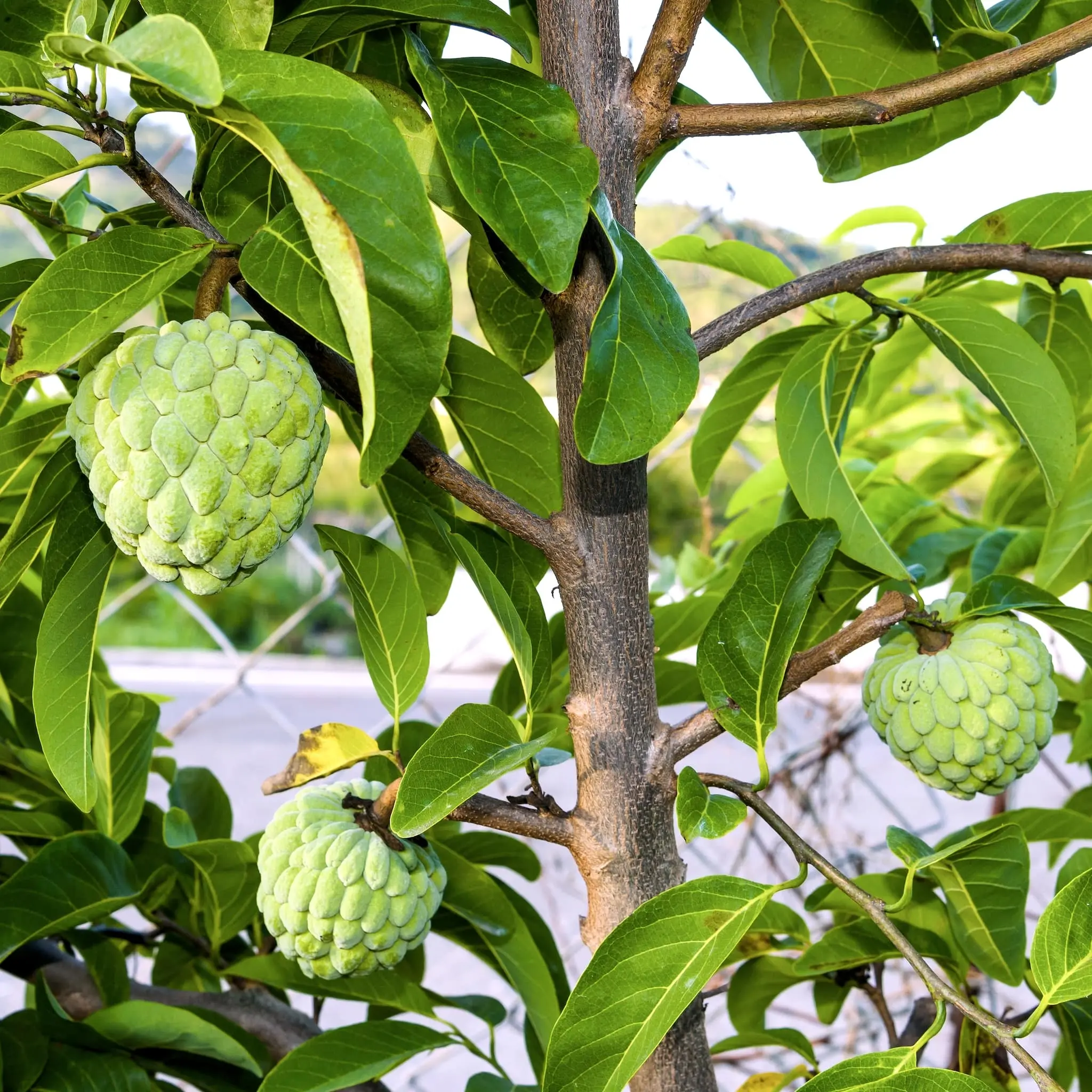 Sugar Apple Tree