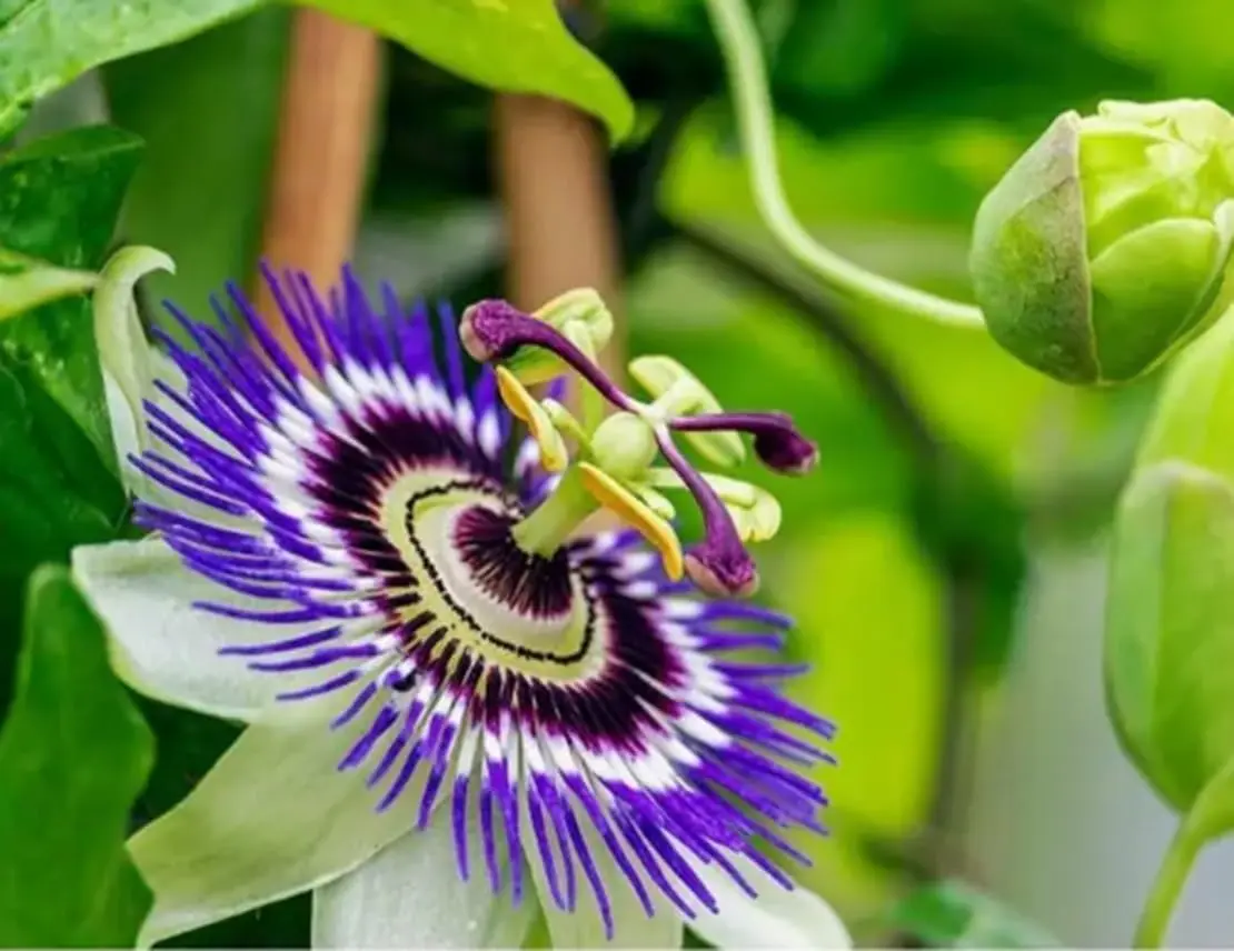 Passion Flower Seeds for Planting - 50+ Seeds - Grow Exotic Passion Flower Vines. Great for Bonsai