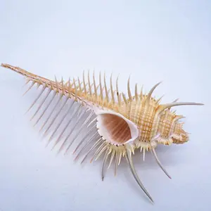 Exquisite Oceanic Conch Shell Decorative Aquarium Fish Specimen