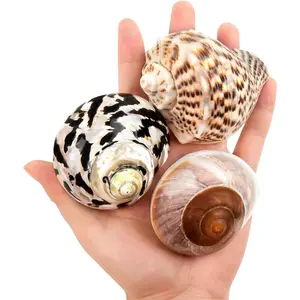 Boutique Extra to Large Hermit Crab Shells 2.9"-3.3"  Hermit Crab Shells Opening Size 1.2" - 2" for Hermit Crab Turbo Growth Shells Hermit Crab Supplies