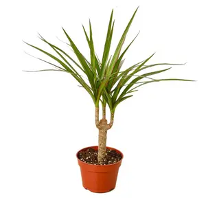 Dragon Tree ‘Dracaena Marginata Cane’
