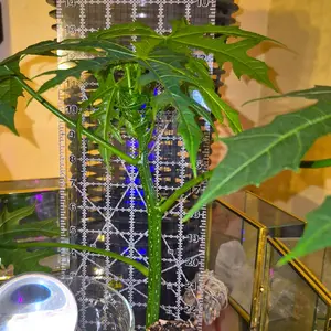 Chaya Tree Live Plant Mexican Tree Spinach Starter Plant  10 plus inch organic