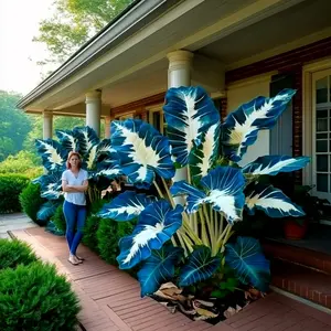 Northern Tide Hosta seeds-Elephant Ear Ornamental Foliage Perennialsfor Shade Gardens and Landscaping-easy to grow