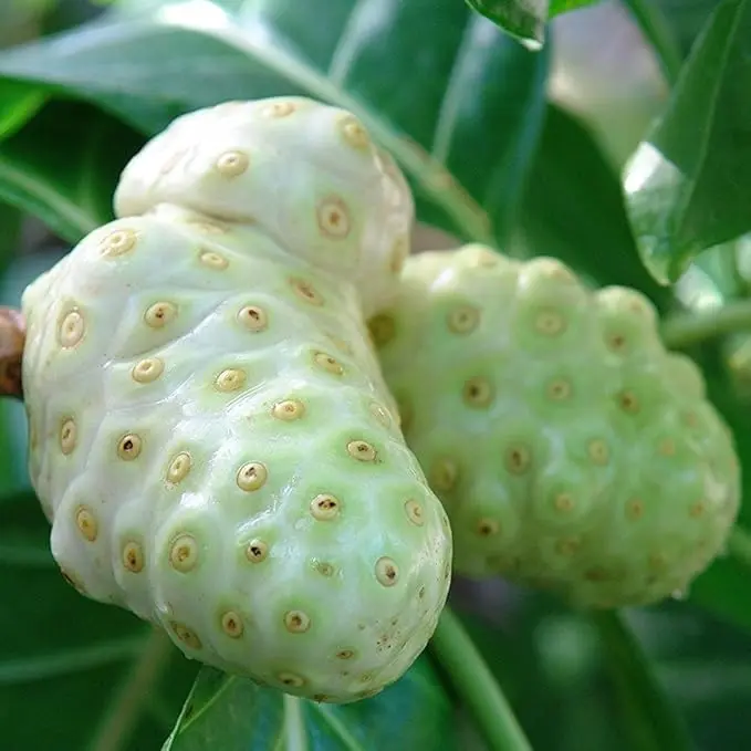 Noni Tree (Morinda Citrifolia) - Packet of 10 Seeds