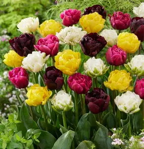 Double Tulip Mix – 10 Bulbs of Lush, Peony-Like Spring Blooms