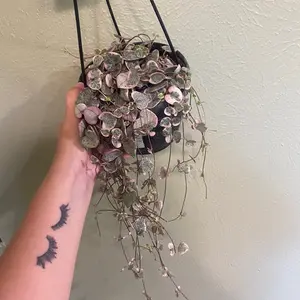 Variegated String of Hearts- 6 inch pot,