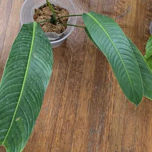 Philodendron heterocraspedon - TikTok Shop