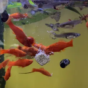 Nutritious Freeze-Dried Fish Food (Bloodworms/Brine Shrimp): Perfect for Small Fish Like Guppies, Betta & Goldfish + Pellets Aquarium Natural