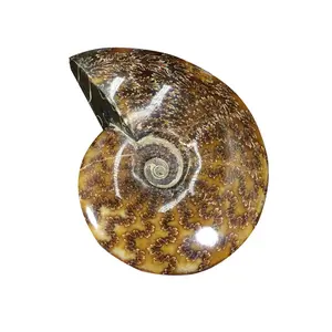 Natural Madagascar Ammonite Fossil - Spotted Snail Specimen, Calcite Crystal Raw Stone, Paleontology Collectible, Home Decor Sculpture, Halloween Gift Ornament