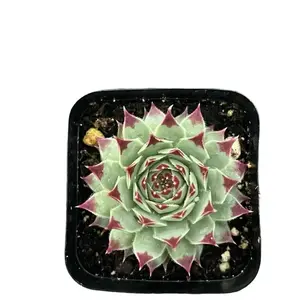 Sempervivum calcareum – Hardy Succulent Hen & Chicks | 2” Pot