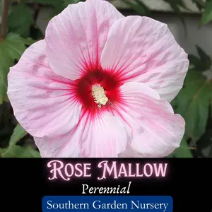 Rose Mallow Hardy Hibiscus Flower Seed Pack, Native Beautiful Perennial Wildflower Seeds, Halberd-leaf Rosemallow, Hibiscus militaris, Heirloom Variety Hardy Hibiscus for Decorative Landscaping