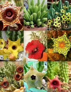HUERNIA MIX, variety stapelia exotic succulent rare cactus plant seed -5 SEEDS