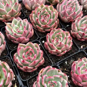 Echeveria ‘Ebony’ Variegated (around 2-2.5'')- Bare Root Succulents - Terra Tales