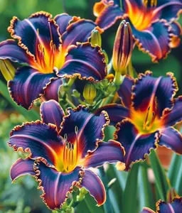 50 Heirloom Burning Embers Lily Seeds Fragrant Flower Plant (much less money than bulbs) FRESH SEEDS Limited Supply Order Soon Thank You