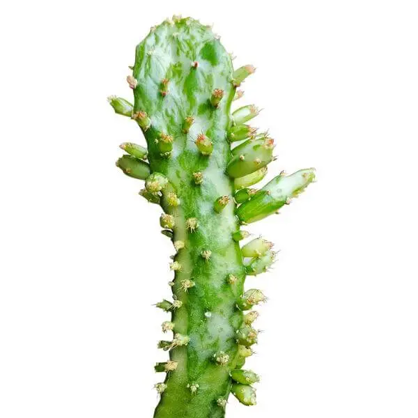 Variegated Joseph's Coat Cactus - Opuntia monacantha variegata