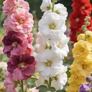 200Pcs Hollyhock Seeds – Tall Ornamental Flower Seeds for Garden Planting, Classic Cottage Garden Blooms (Seeds Only, Not Live Plants)