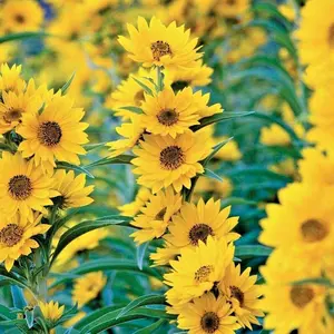 Maximilian Sunflower Seeds - Perennial Sunflower - Attracts Bees and Butterflies