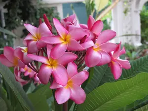 Authentic Hawaiian Pink Plumeria Cutting - 10" Fragrant Frangipani Plant from the Big Island