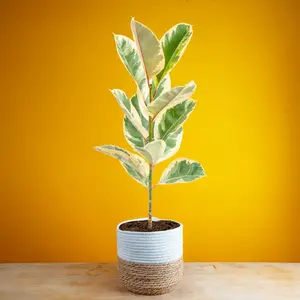 Grower's Choice Ficus Tree | large
