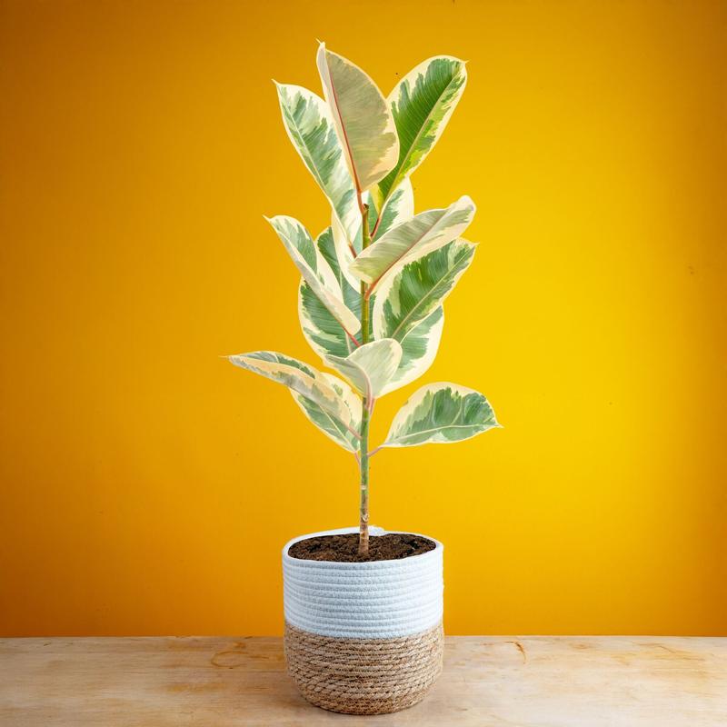 Grower's Choice Ficus Tree | large