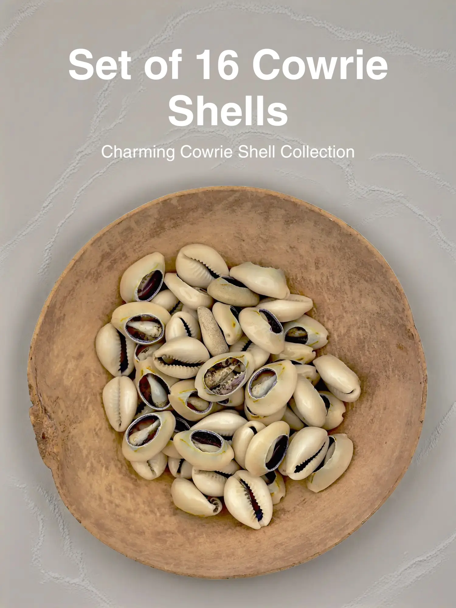 Cowrie Shells Cowrie Shells