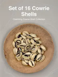 Cowrie Shells