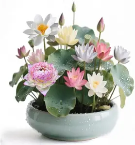 20 lotus seeds, unique varieties, mixed colors, detailed planting guide included, great for ponds, water gardens and gifts, high germination rate, easy to grow