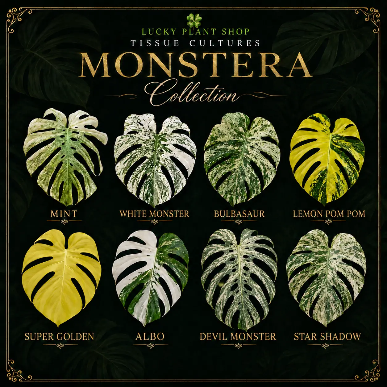 Choose Your Monstera Tissue Culture Kit