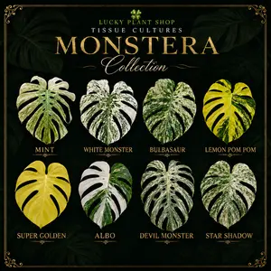 Choose Your Monstera Tissue Culture Kit