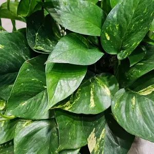 6+ Golden Pothos Cuttings | Epipremnum Aureum | Free Shipping | Devil's Ivy | House Plant | Indoor | Tropical | Gift | Vines | Fast Growing