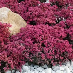 SunSparkler® Dazzleberry Stonecrop Sedum