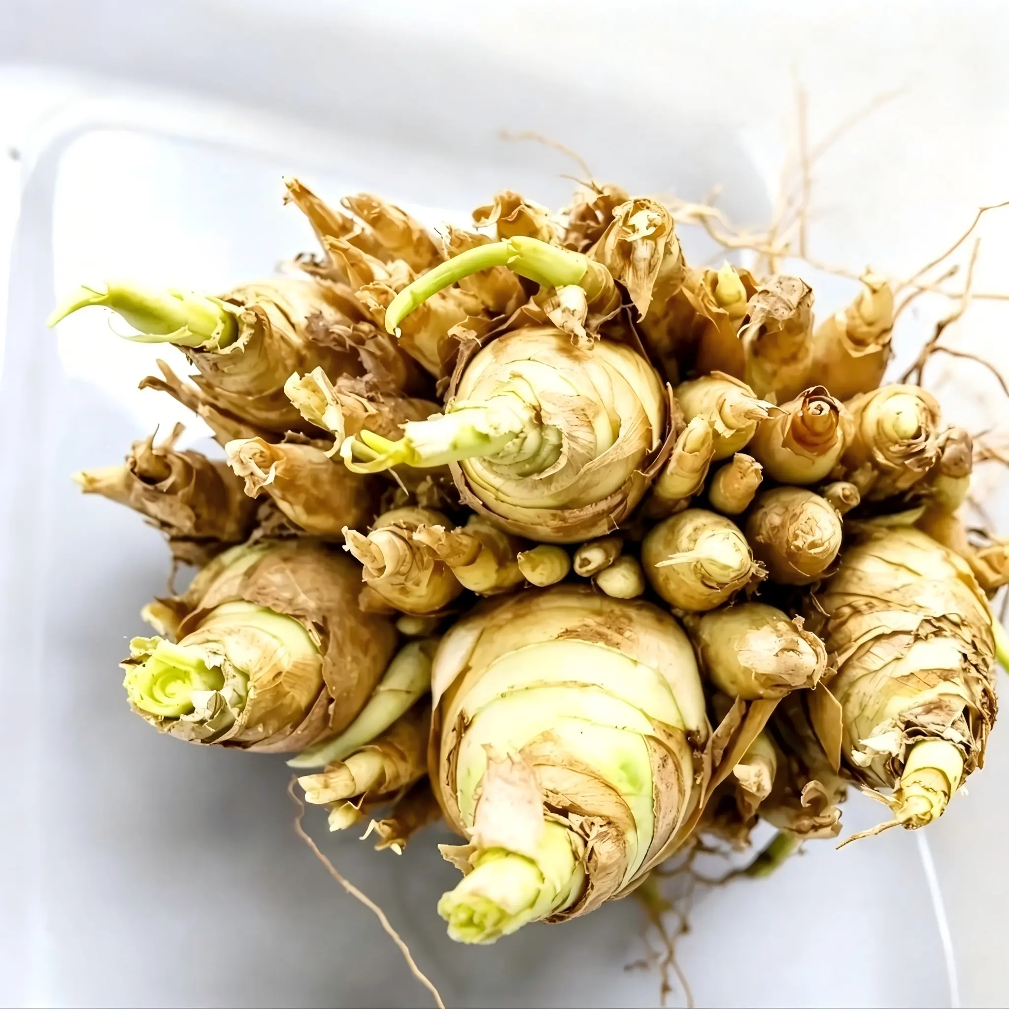 Easy Grow Tuberose Flower Bulbs, Ideal for Home Garden, Patio & Fragrance Decor