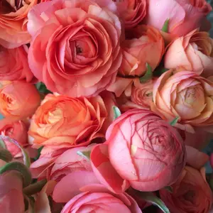 (10) LaBelle Champagne Ranunculus Corms Bulbs Tubers Spring Garden Flowers