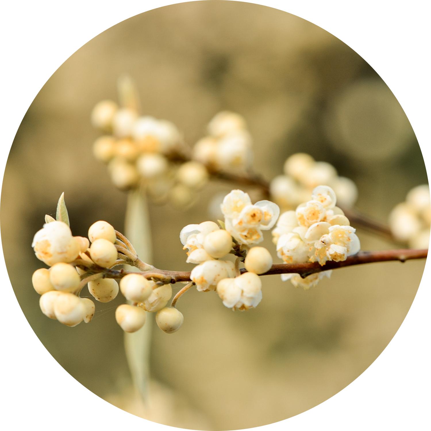 Sz Essentials | May Chang Essential Oil - Citrusy & Fresh Scent - Undiluted - 100% Pure & Natural - 0.17 Fl (5ml) - Aromatherapy Therapeutic Wellness Sz Essentials | May Chang Essential Oil - Citrusy & Fresh Scent - Undiluted - 100% Pure & Natural - 0.17 Fl (5ml) - Aromatherapy Therapeutic Wellness